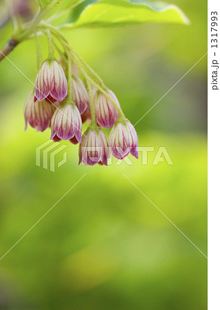 サラサドウダン サラサドウダン 1317993