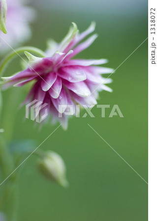 おだまき　八重 1318072