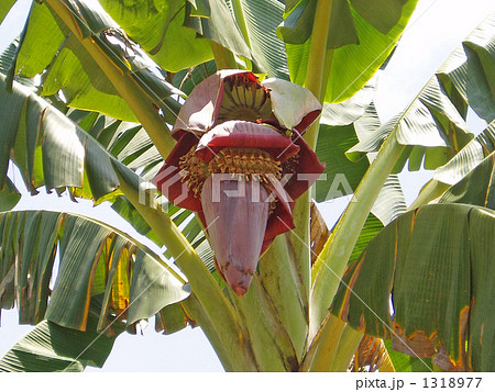フィリピン バナナの花の写真素材