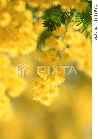 晴れの日の鮮やかなミモザ 1318981