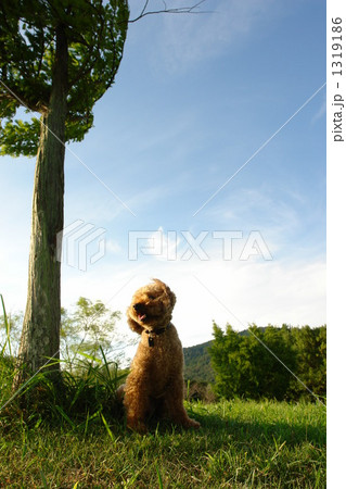 ペットと散歩 1319186