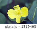 花と虫 1319493