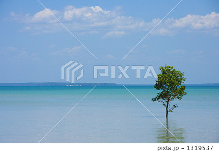 オーストラリア・ノーザンテリトリー州・ダーウィン 1319537