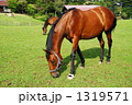放牧中の馬 1319571