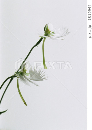 サギソウ白バック 1319944