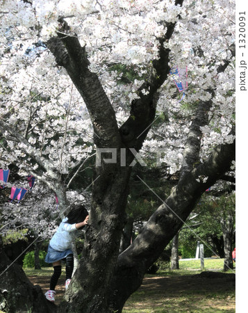 桜と木登り 桜と木登り 1320091