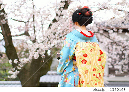 桜と舞妓 桜と舞妓 1320163
