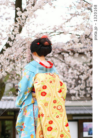 桜と舞妓 桜と舞妓 1320168