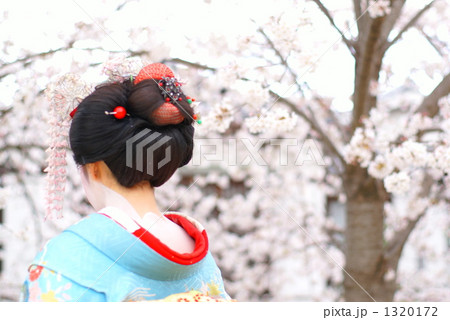 桜と舞妓 桜と舞妓 1320172