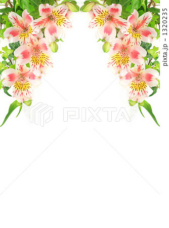 アルストロメリア アルストロメリア 1320235