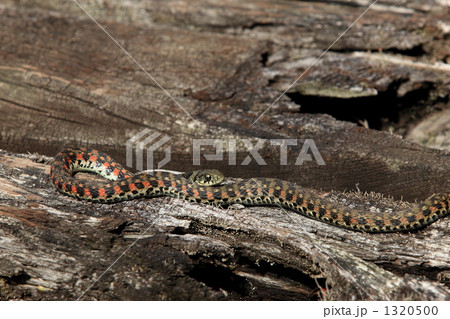 山かがし 1320500