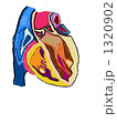 左側心臓内部 1320902