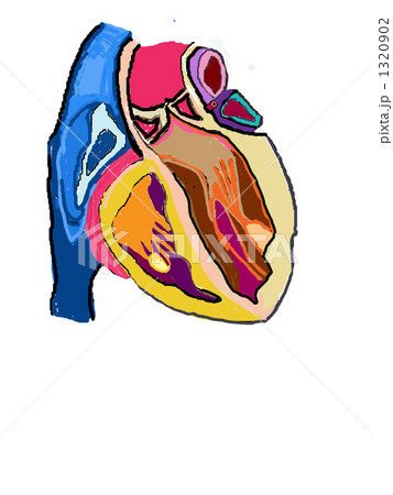 左側心臓内部 1320902