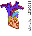 心臓正面 1320915