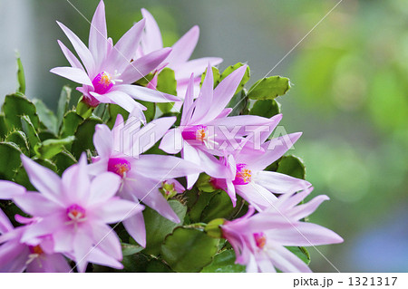 サボテンの花 1321317