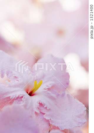 ルクリア 1321400