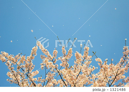 花吹雪 花吹雪 1321486