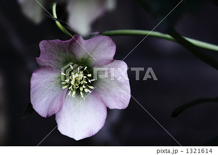 クリスマスローズ 1321614