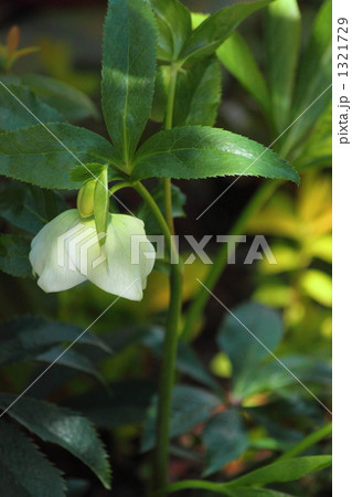 クリスマスローズ クリスマスローズ 1321729