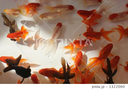 金魚群泳の写真素材 [1322060] - PIXTA