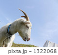 メイワクそうなヤギ 1322068