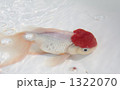 水辺の金魚 1322070