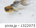 泡にゆらぐ銀魚 1322073