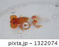 泡の中にも金魚 1322074
