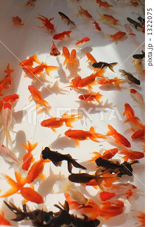 浮遊する金魚 1322075