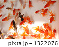 金魚交差点 1322076