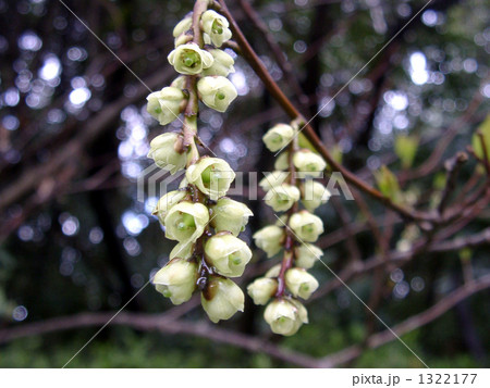 穂状花序を多数垂らすキブシの花 1322177