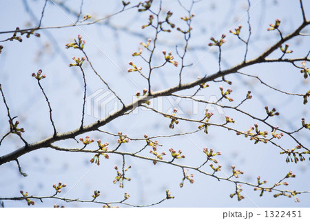 桜のつぼみ 1322451