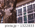 小学校と幹に咲いた桜 1322833
