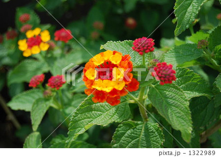 花 花 1322989