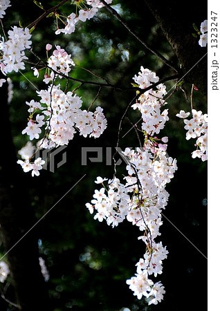 桜 1323247