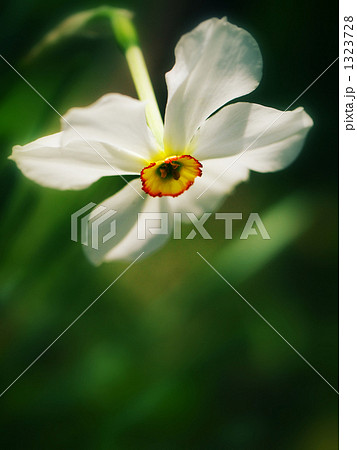 ちゅっ！ 1323728