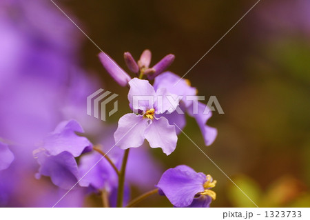 紫花菜の想い 1323733