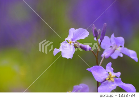 紫花菜の想い 1323734