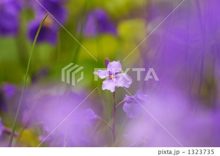 紫花菜の想い 1323735