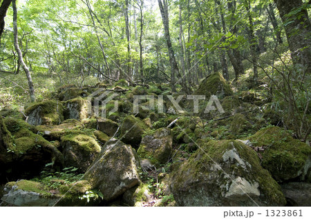 苔岩 1323861