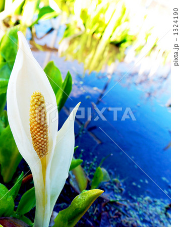 水芭蕉 水芭蕉 1324190