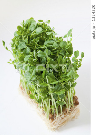 豆苗 豆苗 1324220