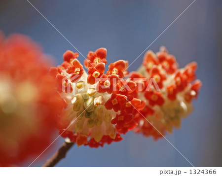 アカバナミツマタの花 1324366