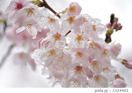 雨上がりの桜 1324401