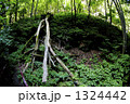 長野県清里高原の川俣川東沢渓谷 1324442