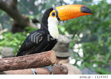 オオハシ 1324565