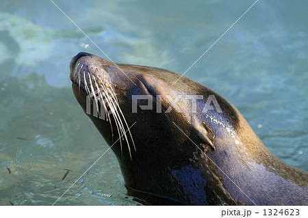 アシカ アシカ 1324623