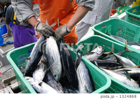 カツオの水揚げ風景 1324868