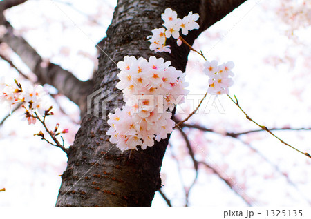 幹の桜 1325135
