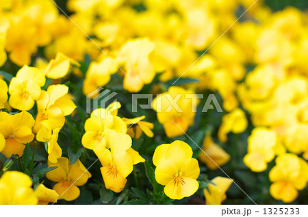 黄色い花 黄色い花 1325233